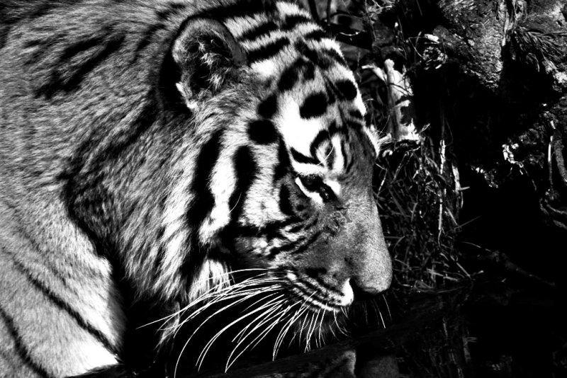 [Bild: IMG_2234.JPG]